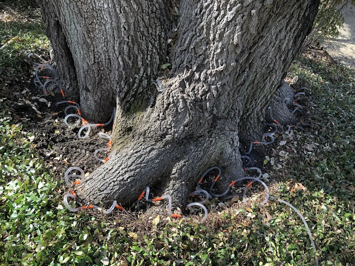 Detailed Tree Cabling and Bracing job site in Vallejo