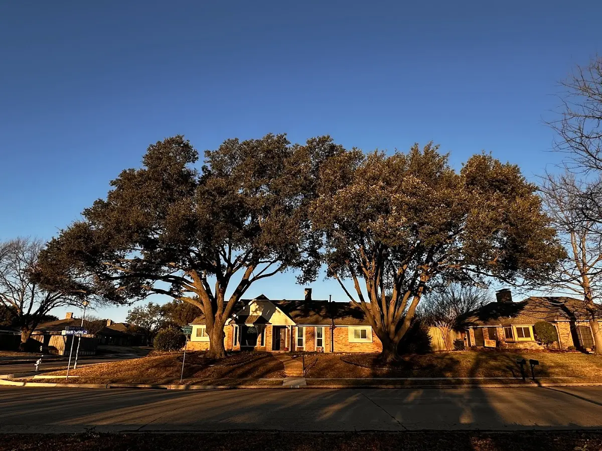Established residential canopy tree shading a home in Vallejo